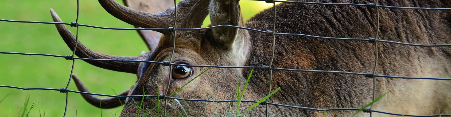Hinge-Joint-Knot-Field-Fence