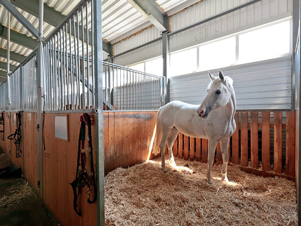 Horse Farm Horse Farm