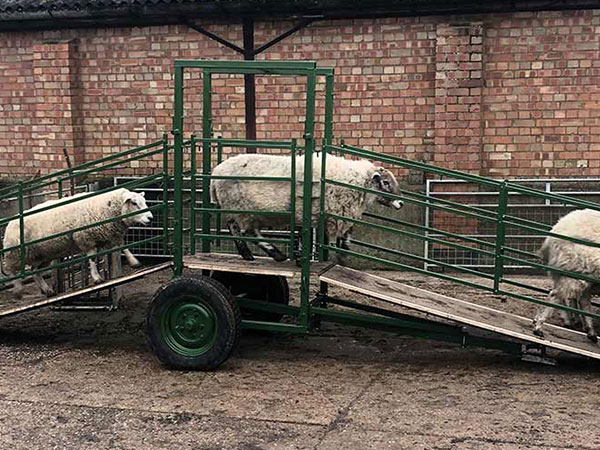 Farmyard-Movement-Between-Pens Farmyard-Movement-Between-Pens