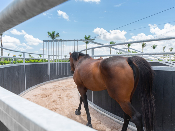 Pony-training Pony-training