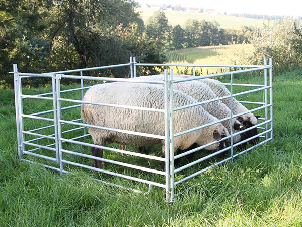 Sick Sheep Isolation Area
