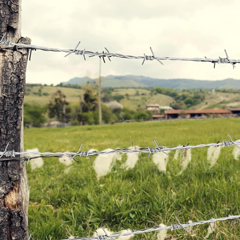 Barbed Wire