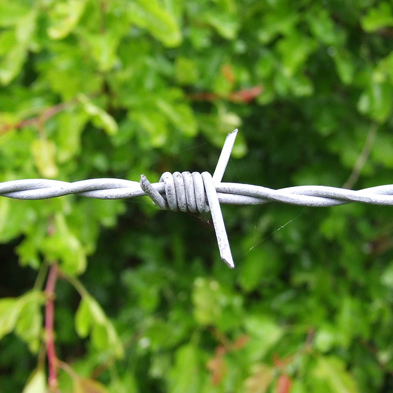 Barbed Wire
