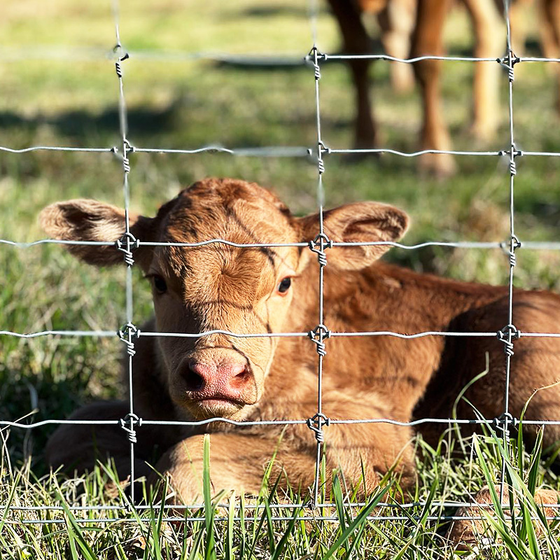 Fixed Knot Deer Fence