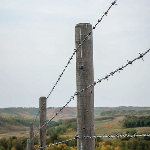 Barbed Wire