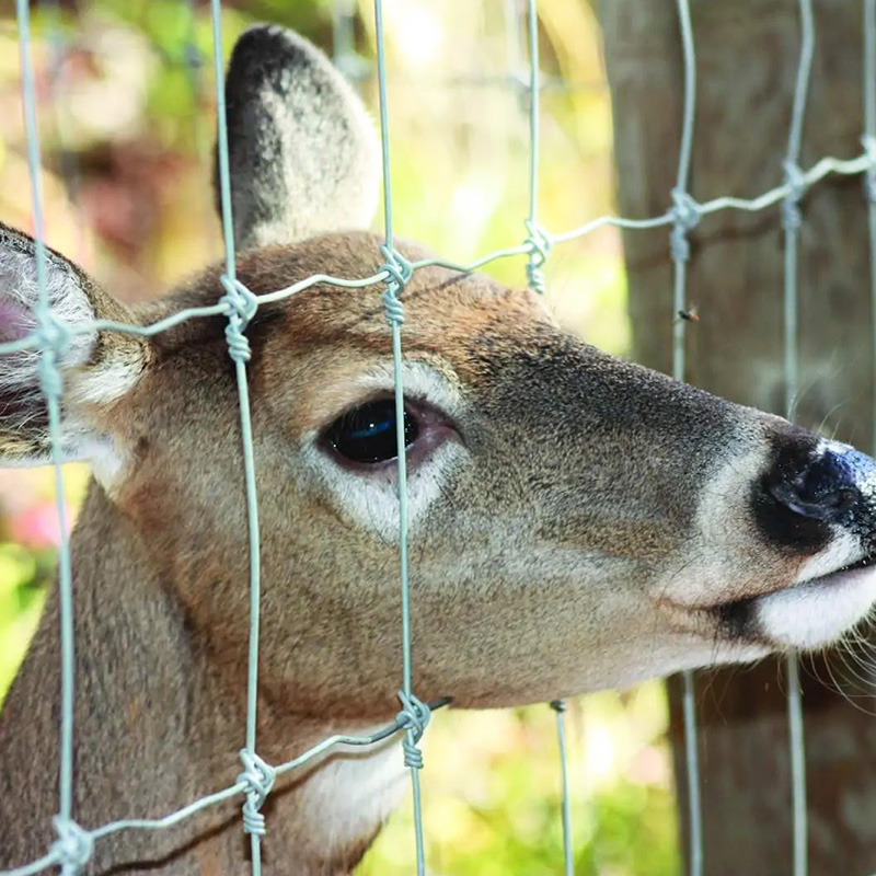Fixed Knot Deer Fence