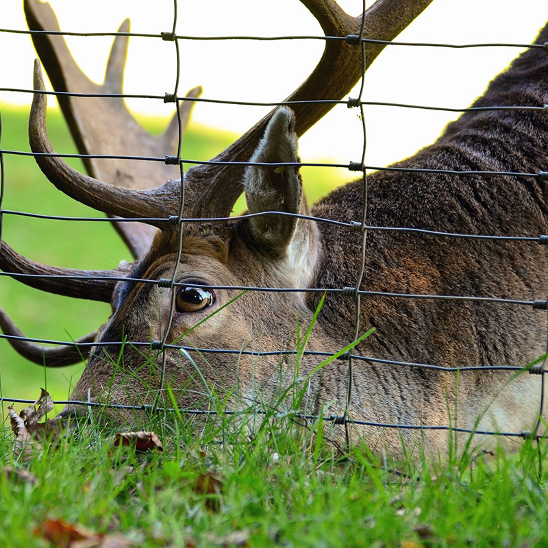 Hinge Joint Knot Field Fence