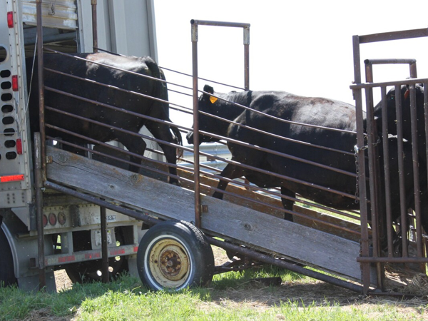 Animal-trading-market