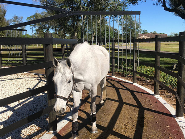 Racehorse-Training-Yards
